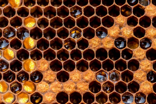 Hexagonal honey comb from a Cathedral Hive