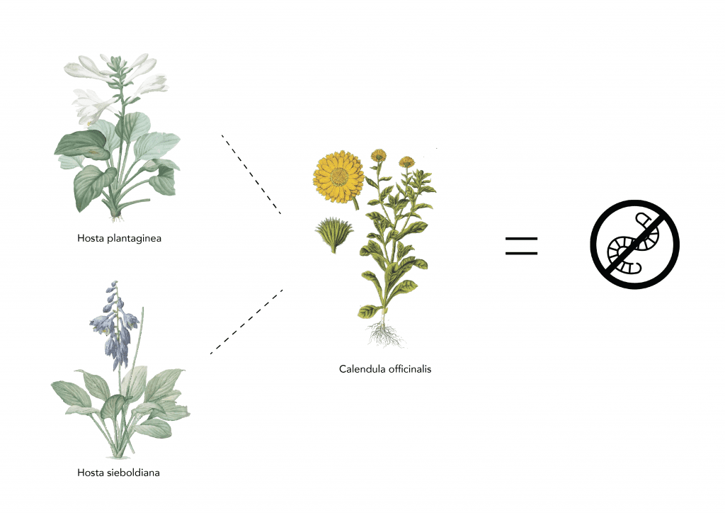 Marigolds benefit Hostas because they repel underground insects