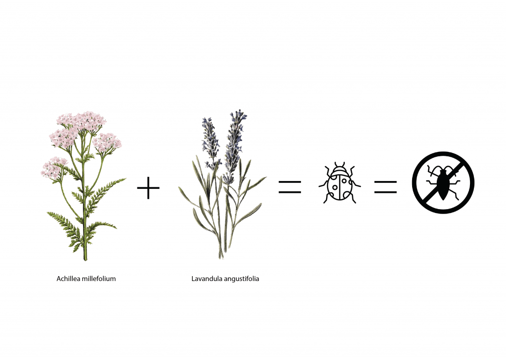 Yarrows and lavender attract ladybugs that eat pests