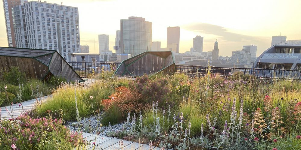 A unique roofgarden design in the skyline of Rotterdam, by Arjan Boekel / De Bloeimeesters; "designed for the future, with plants looking forward to dry Seasons".