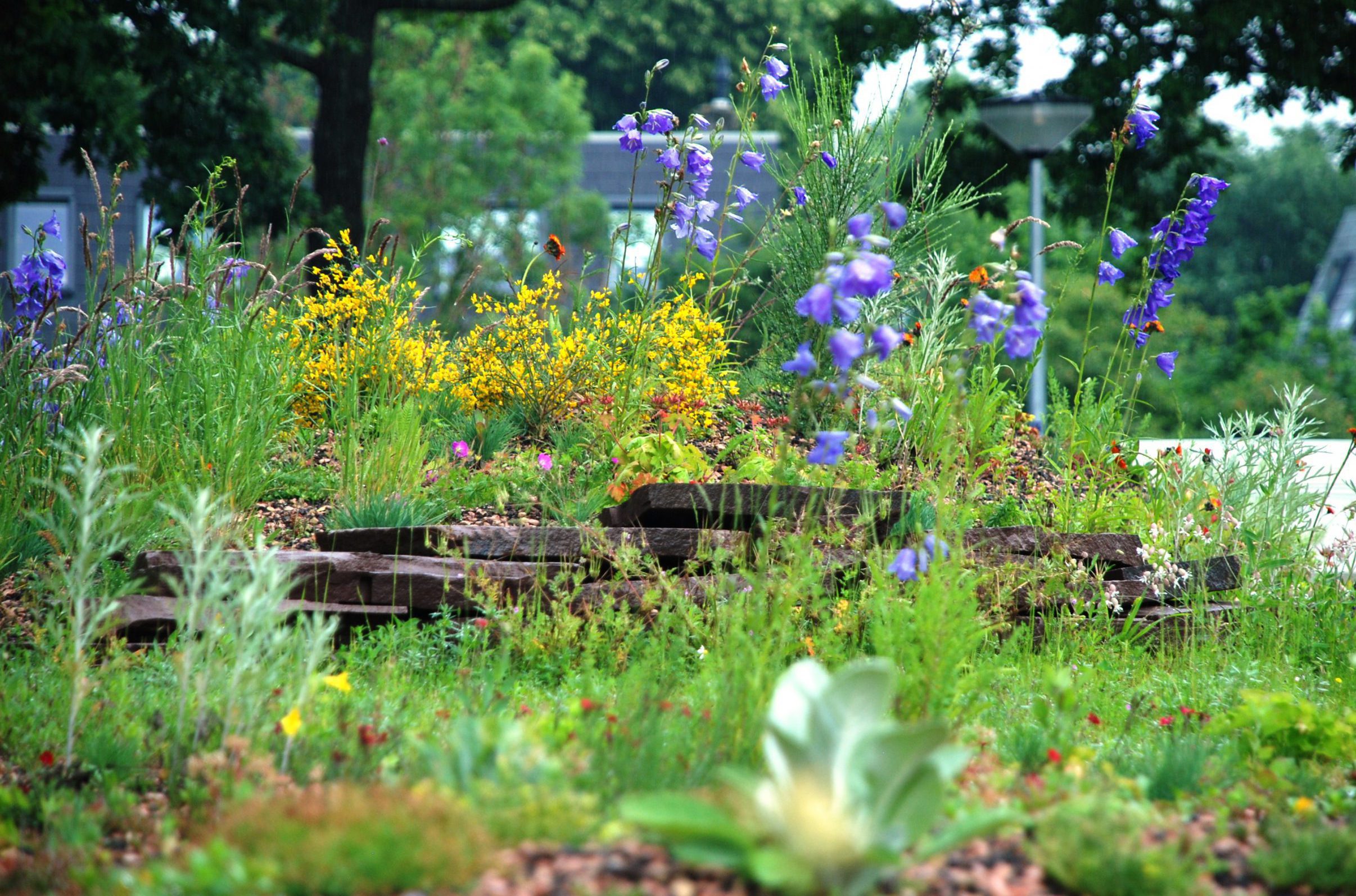 Roofgarden in Huizen Planting: Annemieke Langendoen