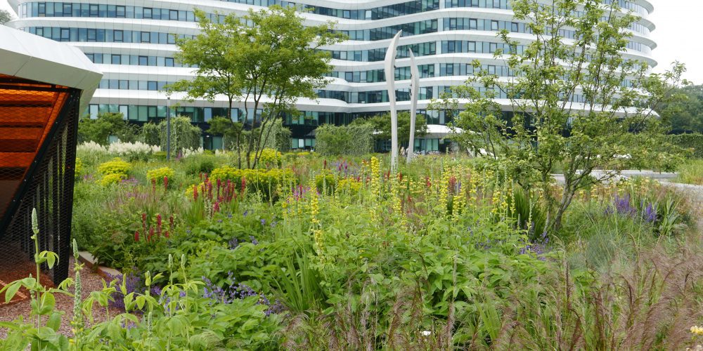 - color repetition in the garden with Euonymus and Persecaria - Porject: Park 2020 - Designer: Annemieke Langendoen