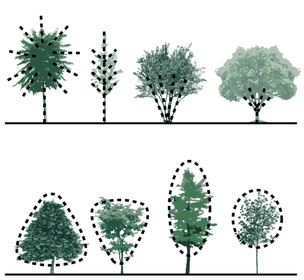 Illustration showing different tree and shrub structures including branching patterns and canopy shapes in planting design