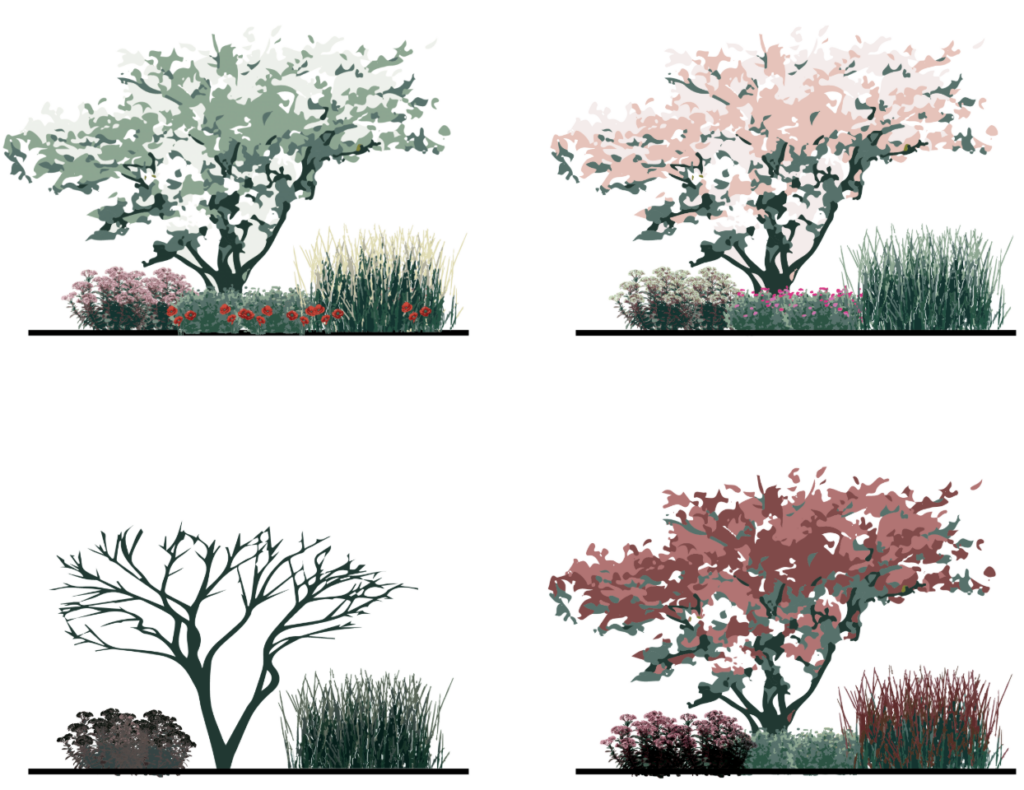 Planting composition diagram showing seasonal variation in color and structure across spring, summer, autumn, and winter