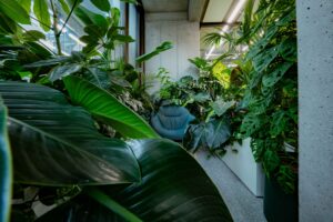 Een loungefauteuil verscholen tussen weelderige tropische planten in het Miro-kantoor in Berlijn, met grote bladeren op de voorgrond.