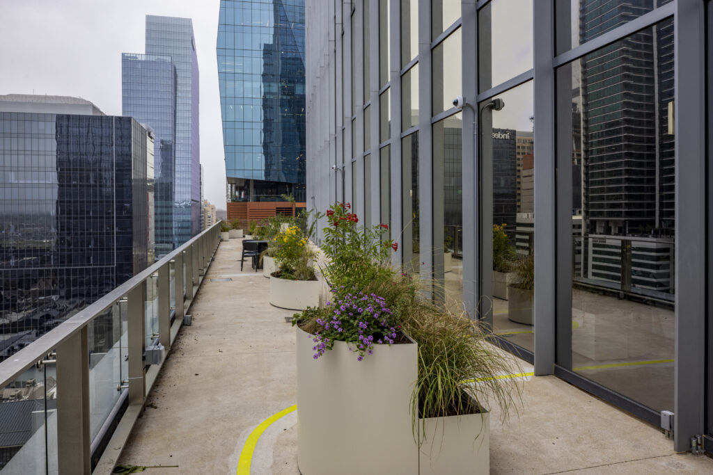 Dakterras van het Miro-kantoor in Austin met witte plantenbakken gevuld met kleurrijke bloemen en siergrassen, met uitzicht op de omliggende hoogbouw.
