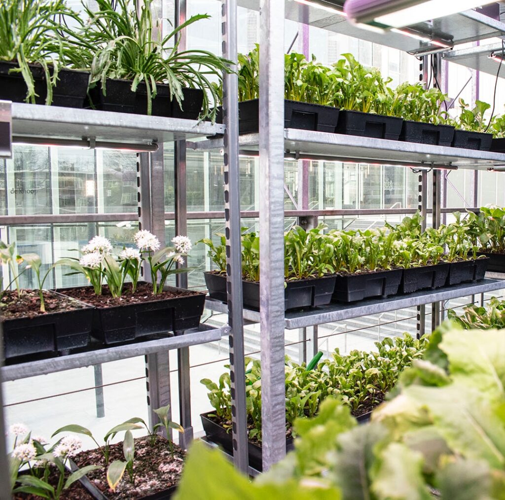 Indoor edible garden with leafy greens and herbs growing on vertical shelving inside a greenhouse-style urban farming installation, demonstrating sustainable food production and biophilic design.