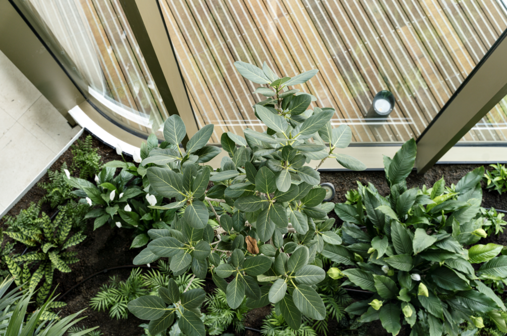 Close-up of Azores-inspired indoor planting at Central Park Utrecht, featuring resilient green foliage integrated into a biophilic office environment.