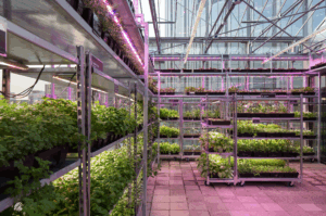 Indoor urban farm at The Green House Utrecht with vertical growing systems, edible crops, and greenhouse cultivation supporting circular food production.