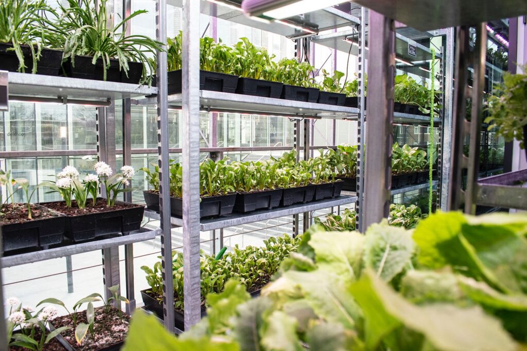 Indoor urban farm at The Green House Utrecht featuring vertically stacked edible crops and herbs grown in a sustainable greenhouse environment.