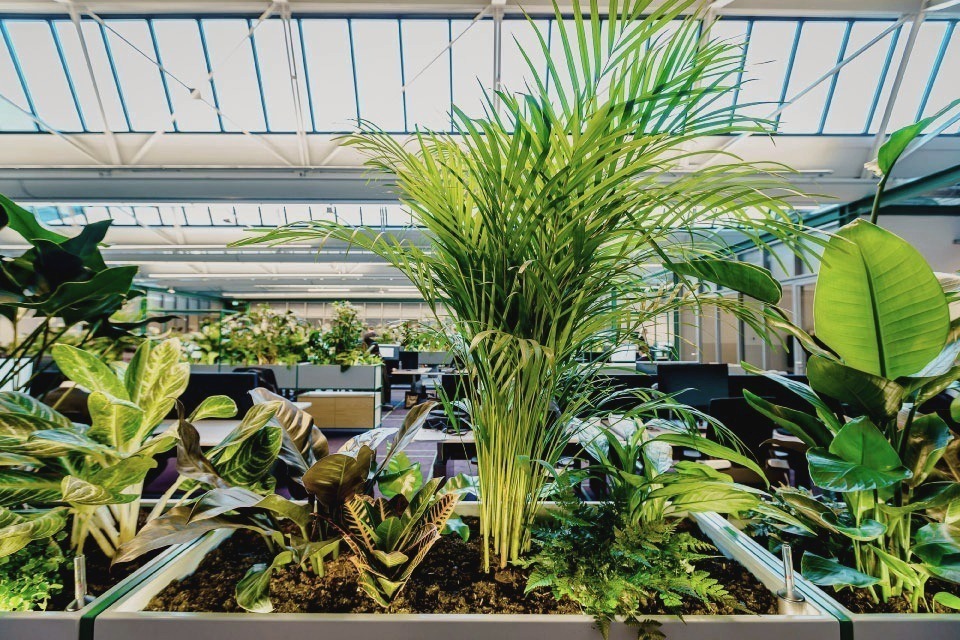 Large tropical planter featuring palms, bird of paradise, and foliage plants integrated into the open office at The Core Amsterdam.