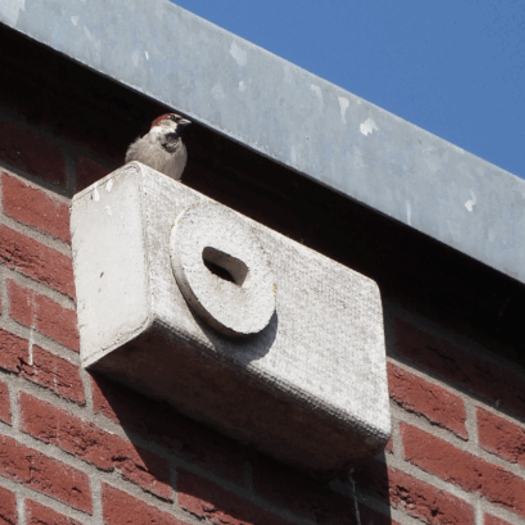 House sparrow sitting on integrated bird nesting box in brick building façade, showcasing nature-inclusive architecture