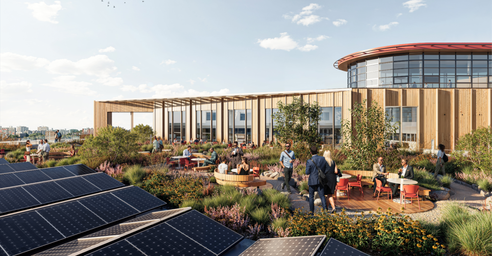 Rooftop garden with biodiversity planting and solar panels at Haagse Veste sustainable office design