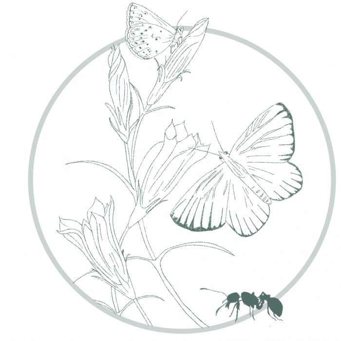Botanical line drawing showing plant structures and ecological relationships in building ecology