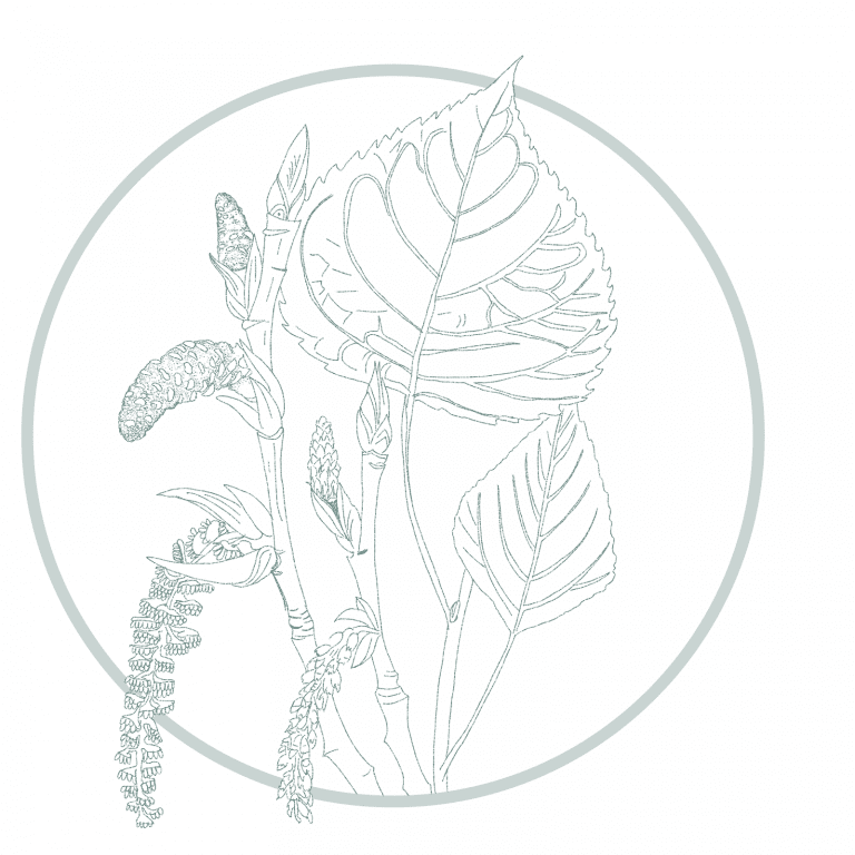 Botanical line drawing showing plant structures and ecological relationships in building ecology