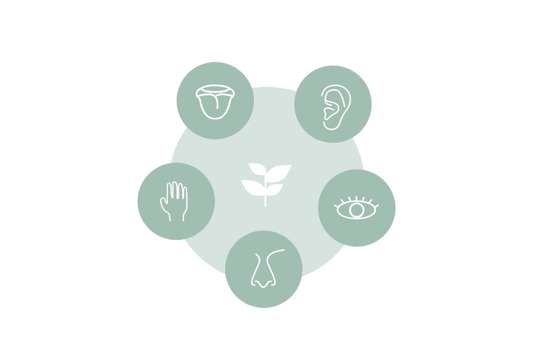 Diagram showing five human senses connected to nature in biophilic design including sight, sound, smell, touch, and taste
