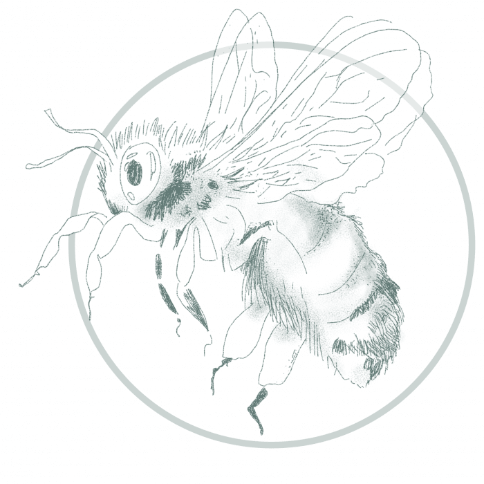 Line drawing of butterfly and plant representing pollination and biodiversity in ecosystems