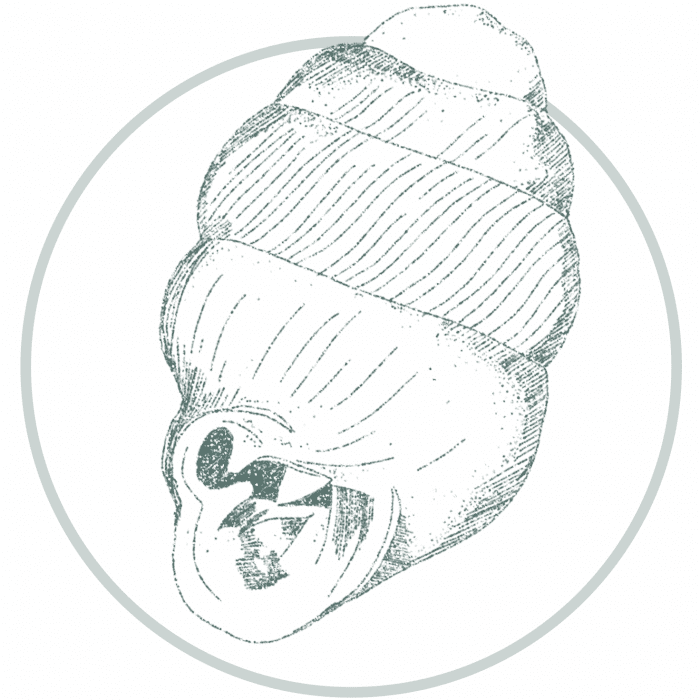 Snail illustration representing microfauna and ecological diversity in urban green design