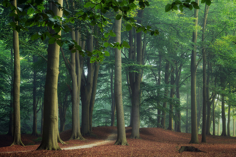 Sunlit beech forest with tall straight trees and clean forest floor with leaf litter and soft pathway