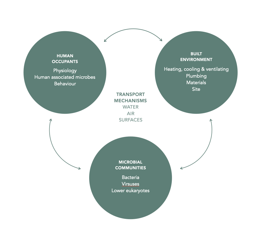Diagram showing interaction between human occupants, built environment, and microbial communities in indoor spaces