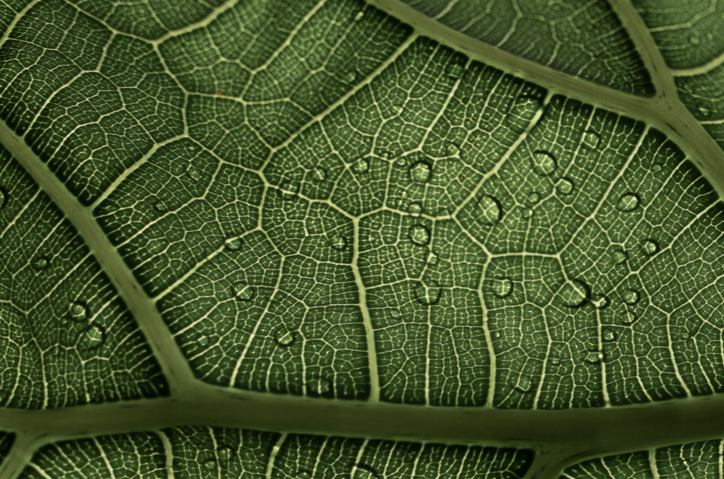 Close-up of leaf surface showing plant microstructure and water droplets supporting microbial biodiversity