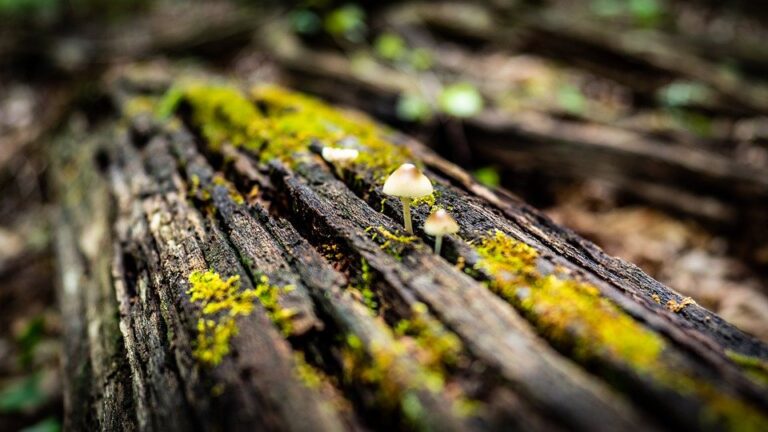 Mushrooms growing on decaying log with moss in forest illustrating decomposition and nutrient cycling