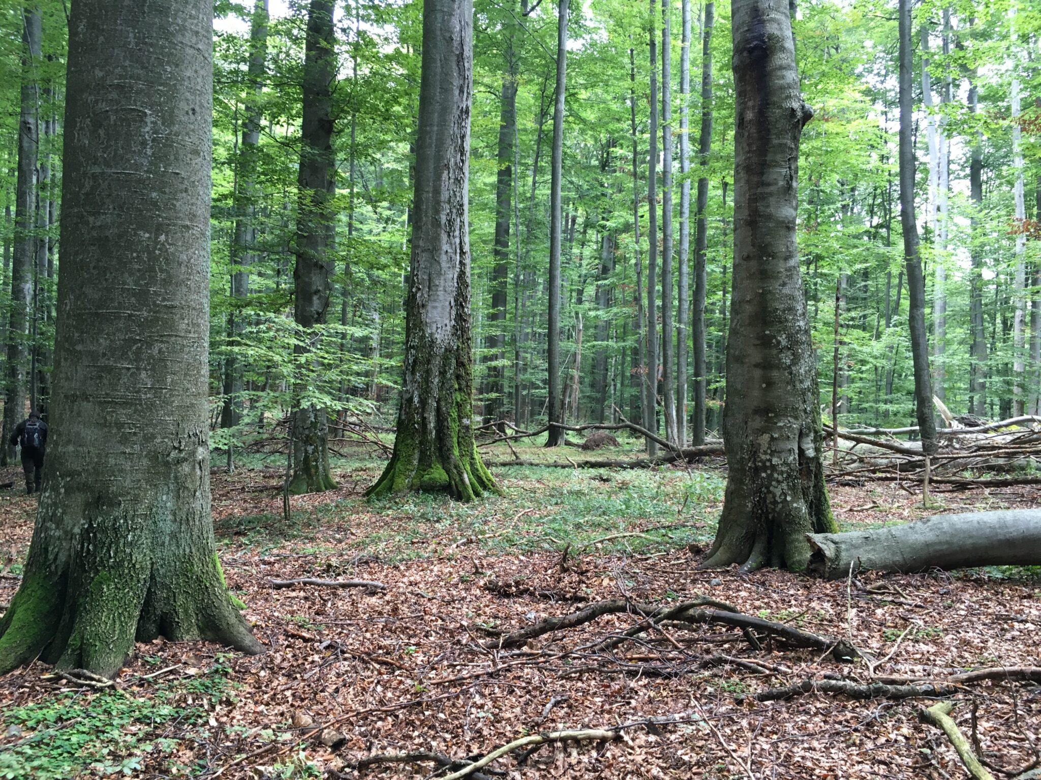 Natural forest with fallen trees, deadwood, and dense vegetation showing unmanaged woodland ecosystem