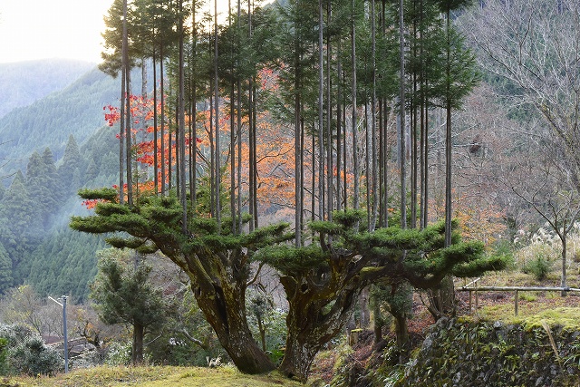 Traditional Japanese daisugi forestry technique with pruned cedar trees growing straight vertical shoots from a single trunk in a mountain landscape