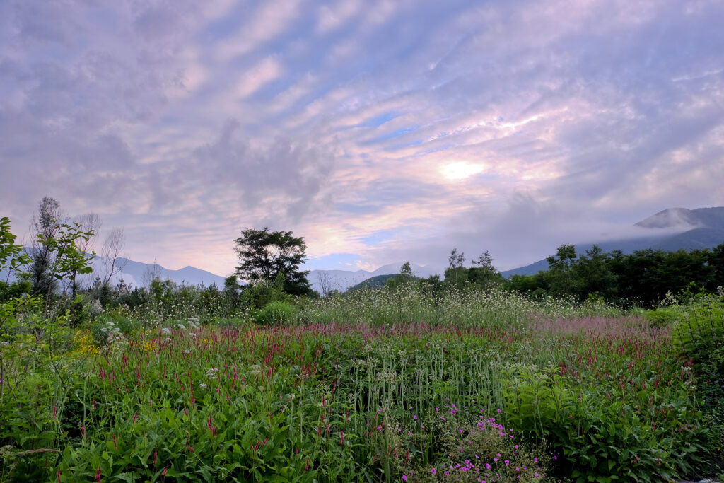 Naturalistic meadow planting at Tokachi Millennium Forest in Japan with wildflowers, layered vegetation, and mountains under a dramatic sky