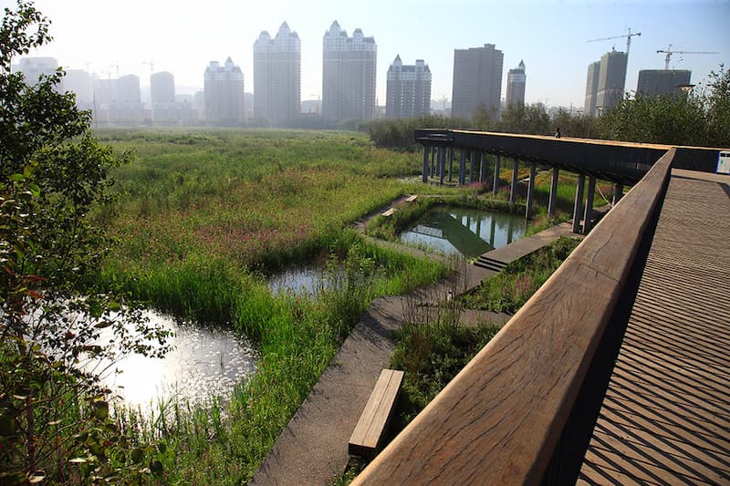 Urban wetland park with elevated walkway and natural vegetation integrating stormwater management and biodiversity in a dense city environment