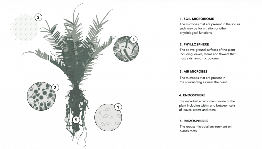 Infographic of indoor microbiome showing plants, airflow, light, and microbial diversity in a biophilic indoor environment