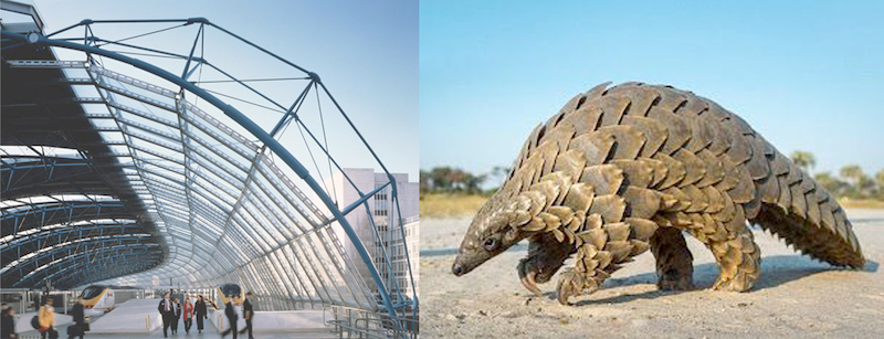 Architectural structure inspired by pangolin scales, showcasing biomimetic design and adaptive building envelopes