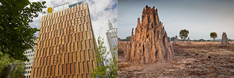 Building facade inspired by termite mound structure, demonstrating biomimicry and passive climate control in architecture