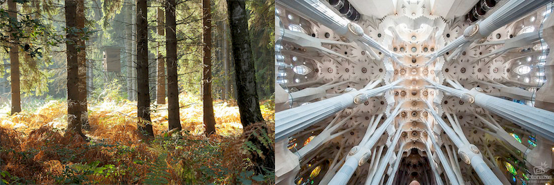 Forest structure compared to cathedral interior, illustrating biomimetic patterns and nature-inspired architectural design