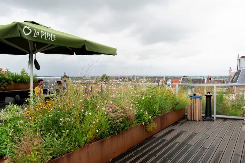 Rooftop garden in Amsterdam with wildflowers and natural planting, supporting urban biodiversity and green infrastructure