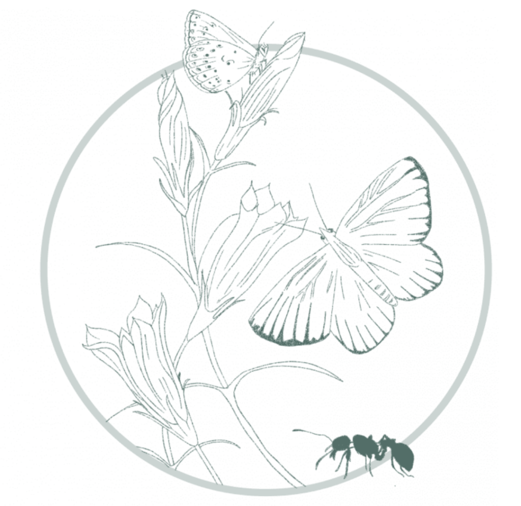 Illustration of plant, butterfly, and ant representing biodiversity and interconnected ecosystems in nature-based design