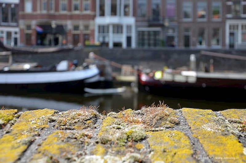 Moss and vegetation growing on canal wall in Amsterdam, showing micro-ecosystems and urban biodiversity