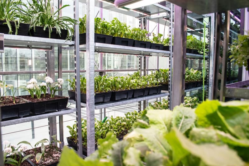 MOSS Amsterdam modular greenhouse with edible herbs growing on-site at Brasserie 2050 Lowlands festival