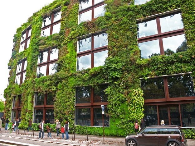 Building with lush green facade in Amsterdam, demonstrating vertical greening and biophilic architecture