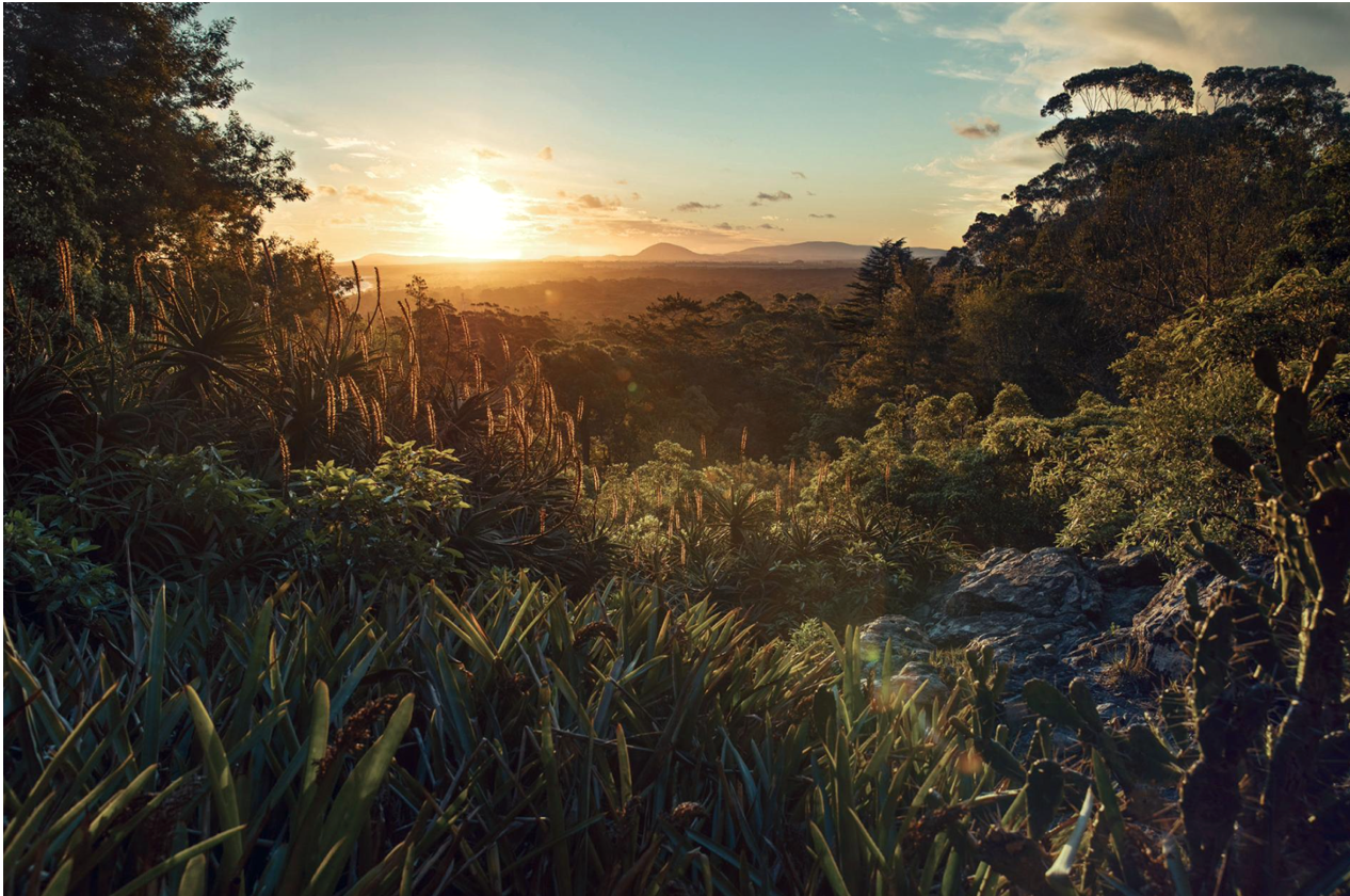 Expansive natural landscape at sunset with diverse vegetation, illustrating human connection to nature and ecosystem health