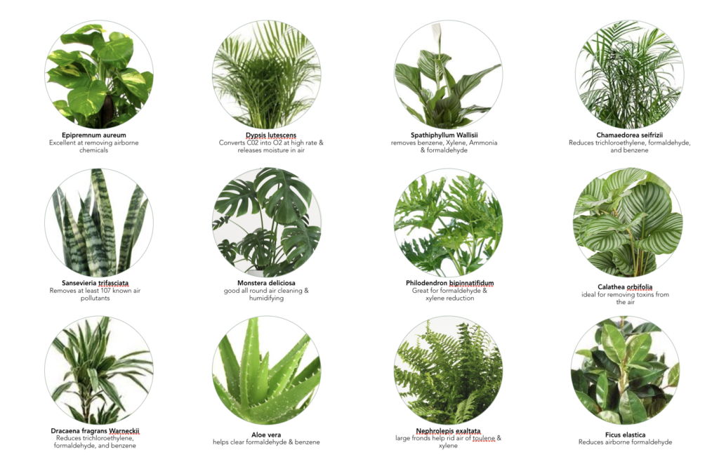 Planting list of some of MOSS's favorite species to plant in buildings.