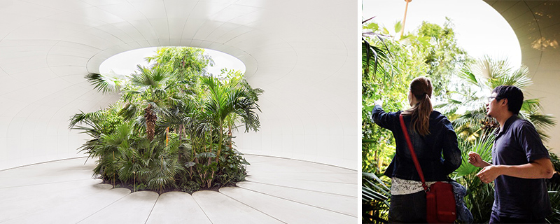 Artistic biophilic green installation with plants growing through skylight in white minimalist office space by