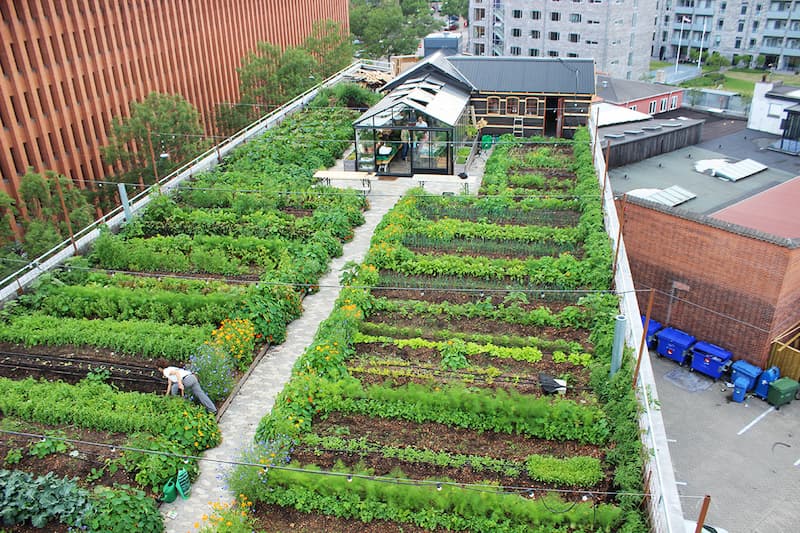 Extensive rooftop farm with dense green planting and edible crops designed by MOSS Amsterdam urban agriculture Amsterdam