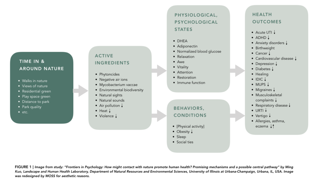 Diagram showing the relationship between time spent in nature and improved health outcomes through biophilic design principles