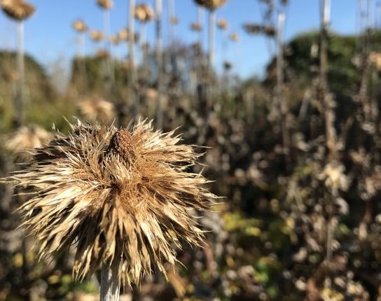 Perennial plant growing in Piet Oudolf's garden in Hummelo designed by a Dutch landscape architect