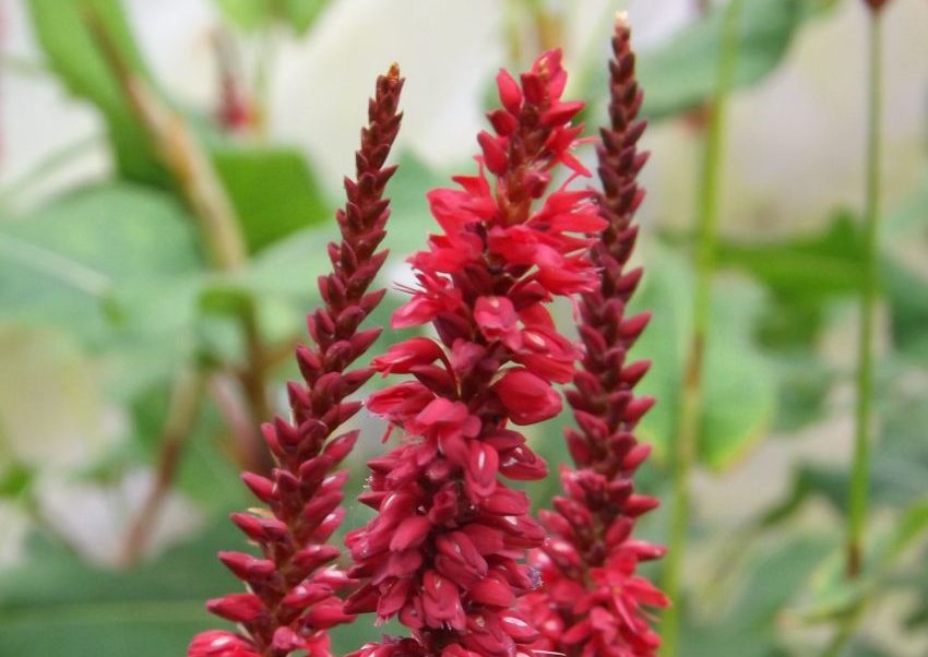 Red flowering perennial in Piet Oudolf's private garden in Hummelo designed by a Dutch landscape architect