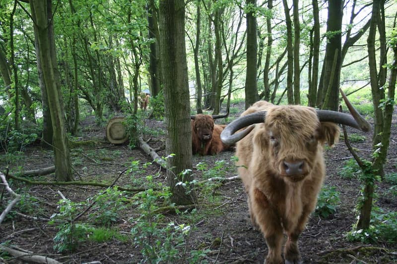 Urban nature reserve De Oeverlanden Amsterdam with Highland cattle grazing in a forest landscape supporting biodiversity