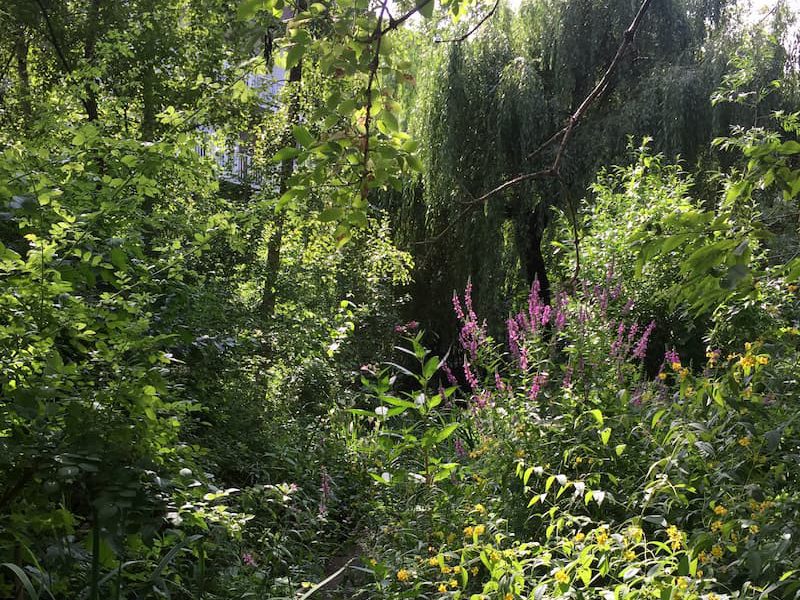 Naturalistic garden in Amsterdam with dense planting, wildflowers, and layered vegetation supporting urban biodiversity