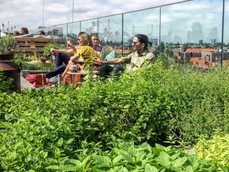 Rooftop garden in Amsterdam with people relaxing among edible plants and greenery, showcasing urban agriculture and biophilic design