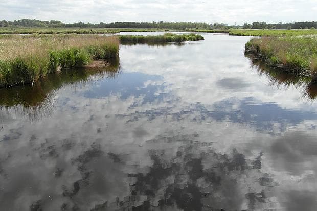 Natural wetland landscape near Amsterdam with reflective water and reed vegetation, showcasing urban biodiversity and ecological water systems